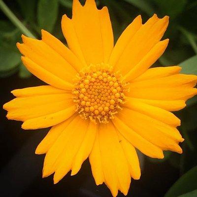 Coreopsis