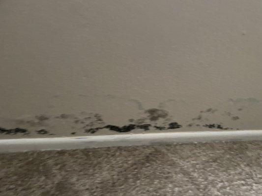 Black mold