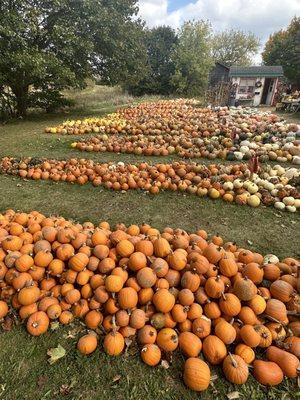 Pumpkins