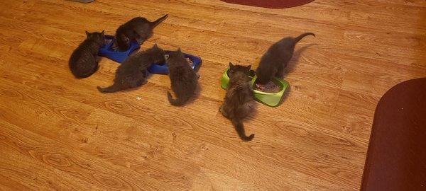 Learning to eat on their own.