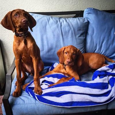 These two pups were introduced by our amazing vet, Dr. Neitzel! They are best buds!