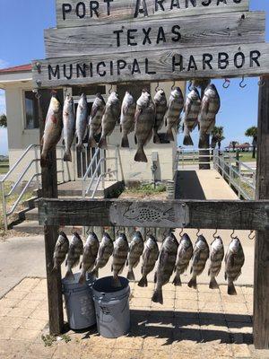 Catching lots of fish .