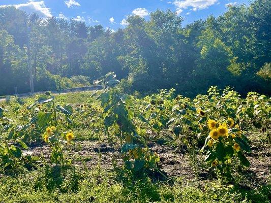 Sunflower field beside driveway