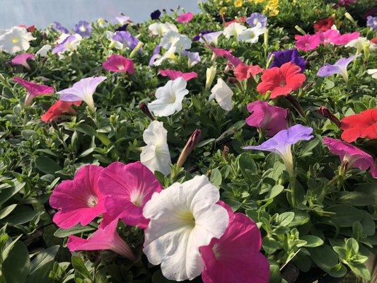 Wave petunia mix