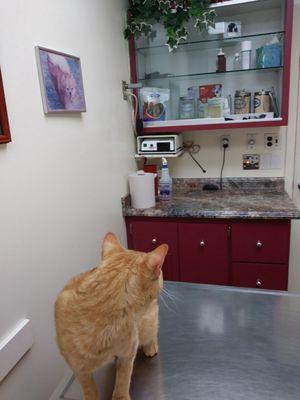 The cat patient room.