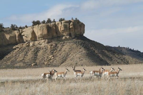 Antelope playing under the Rimrocks