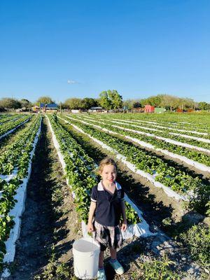 Picking strawberries after school