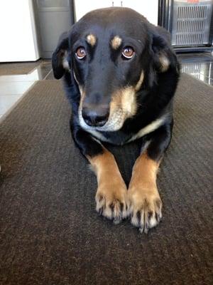 Luna, our shop dog