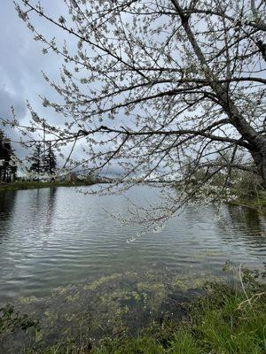 Spring bloom @ Cheadle Lake.