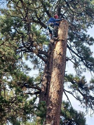 Dead tree removal