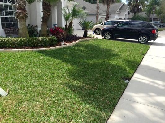 Front yard, cut, edged, leaves blown off looks awesome.