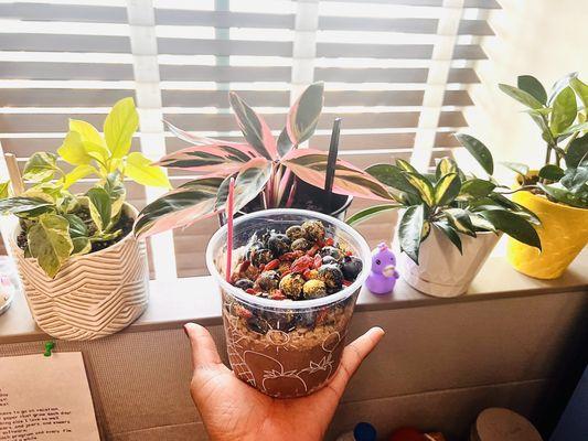 Lavender Açaí bowl (takeout) at my office~ Just heavenly.