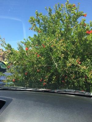 Flowers at the parking lot of St Bernadette Church