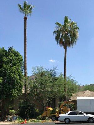 There are several reasons to trim your palm trees. Maintain the standards of your HOA. www.amcorprop.com