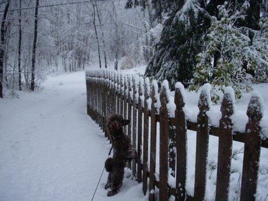 Nino in 2008 -- he loved the snow!