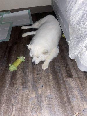 Koda my Samoyed fast asleep after enjoying his first day after trying to greet all guest lol!