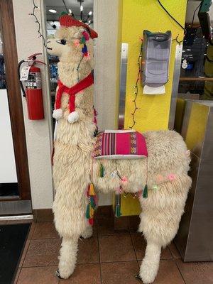 Alpaca!