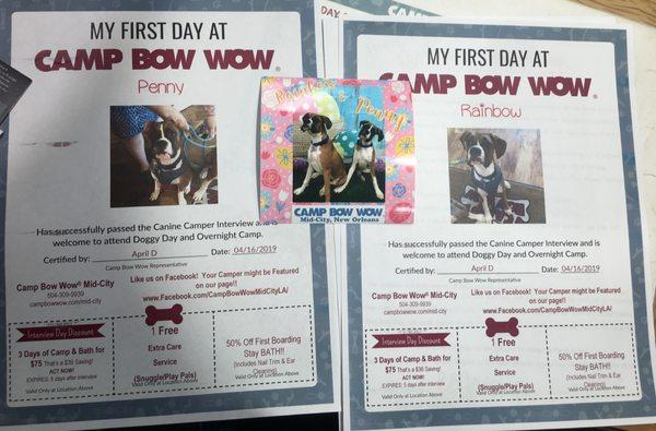 First day at Camp Bow Wow Mid-City