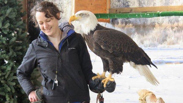 Arden the bald eagle working with Sidney