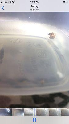 Two live bed bugs caught in my BEDROOM on 3/23/19!!