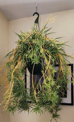 The biggest spider plant on earth