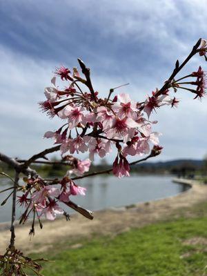 Cherry blossoms