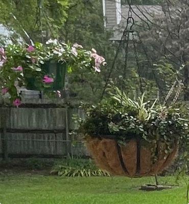 Baskets of green put together by Green Oak