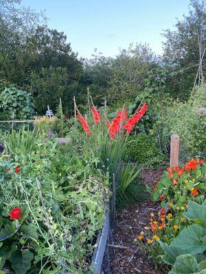 Eastlake P-Patch Community Gardens