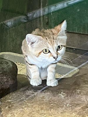 Sand cat 3