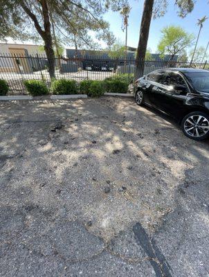 Parking "spaces" are literally holes littered with glass