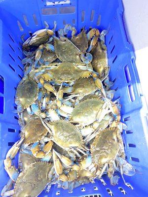 Fresh crab