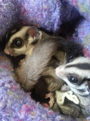 Zar my male sugar glider was back to normal the same day after his neutering surgery. He loved the sweet taste of his medicine.