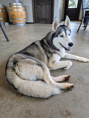 One of Oliver Springs Vineyard's beautiful huskies, Mosey. Or is it spelled Mozzie? I'm not sure. They have two other huskies.