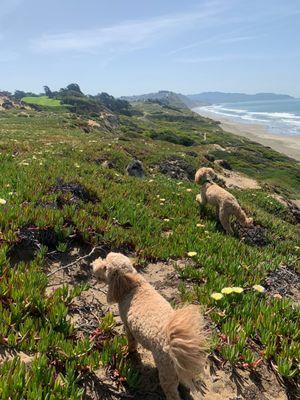 SF City Dog Walks