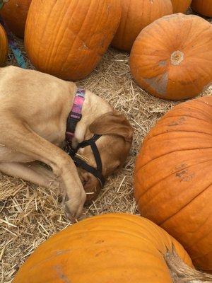 To be one with the pumpkins