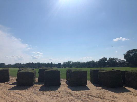 Zoysia Sod Farm/Emerald Zoysia