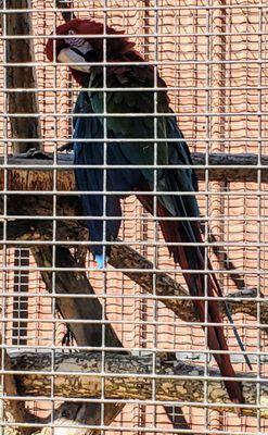 Parrot at Wilderness Trails Zoo