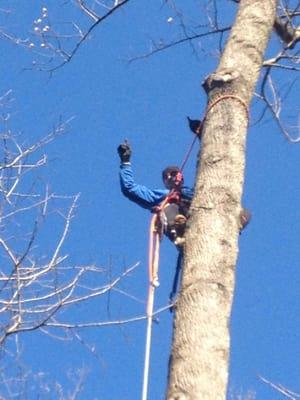 Tree Landscaping