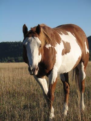 Gentle Horses