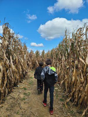 Corn maze!