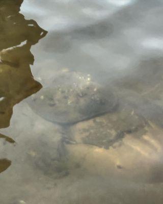 Horseshoe crabs mating