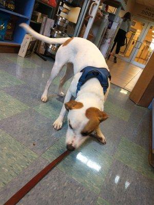 Getting treats and food in the Animal Antics store.