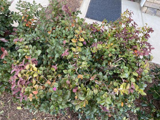 Shrubs in front, ruined