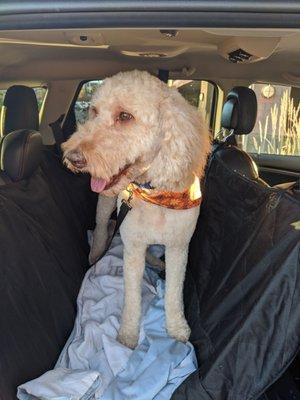 Red leaving from his grooming appointment at Serenity Paws.