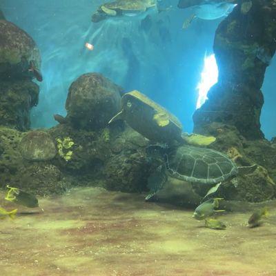 Inside of turtle exhibit.