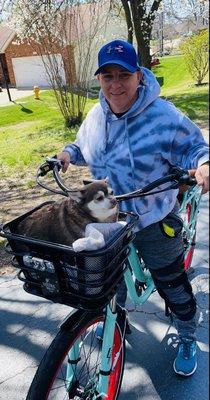 Chunky Chihuahua ready to roll