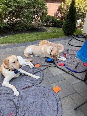 Three of my four dogs.