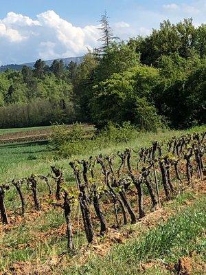 spring time in south of France