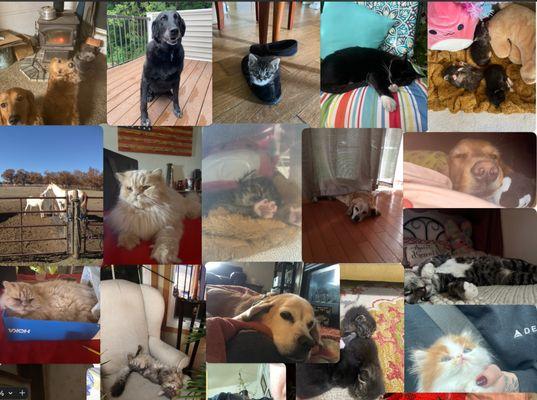 A compilation of some of the animals I have watched over the years and my own.