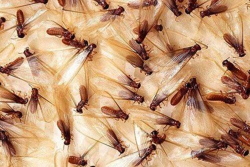 Got these? We get those!
  Drywood Termite swarmers. Coming to your home soon!
 FREE INSPECTIONS 844 BUG-HELP